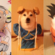 Illustration for article titled When Doge Is Good at Cosplay